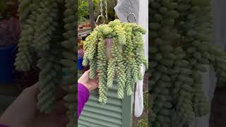 bitkibakımı cacti sukulent succulent kaktus plant [upl. by Nhaj]