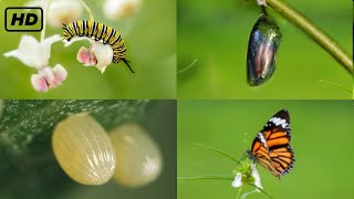 Life cycle of a butterfly 4k HD  From eggs to full grown butterflies  Hugs of life [upl. by Mel]