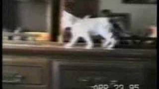 Cat accidents compilation [upl. by Fatsug129]