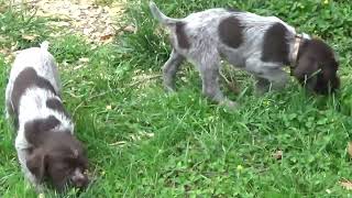 U Litter Five Weeks Old  Bluestem Kennels Wirehaired Pointing Griffons [upl. by Dominica]