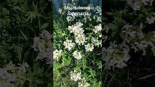 Мыльнянка  Saponaria saponaria латынь [upl. by Suollecram173]