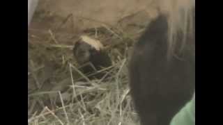 African Striped Weasel at the Hogle Zoo [upl. by Laud320]