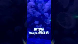 Matrang медуза speed up медуза матранг matrang музыка [upl. by Nylimaj]