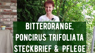 Bitterorange Poncirus trifoliata Steckbrief amp Pflege [upl. by Derina]