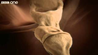 How your ear works  Inside the Human Body Building Your Brain  BBC [upl. by Hayimas527]