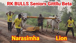 RK BULLS Seniors Lion💥Narasimha Gittllu Beta [upl. by Worth630]