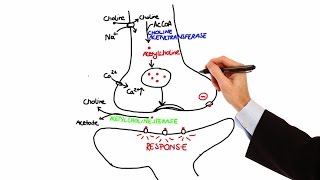 Pharmacology  CHOLINERGIC DRUGS MADE EASY [upl. by Hanej180]