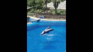 Palmitos Park Zoo Gran Canaria zoo park dolphins [upl. by Colin99]