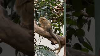 Marmoset mankey marmoset park garden animals zoopark zoo [upl. by Aubert]