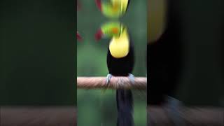 TOUCAN EXOTIQUE [upl. by Yard]