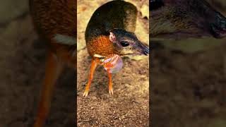 Mouse Deer ✮ The weirdest animal youve never heard of [upl. by Nolahs]