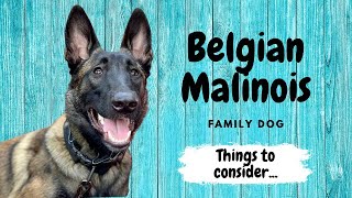 Belgian Malinois Family Dog  Things to Consider [upl. by Kcirevam]