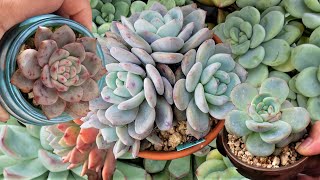 DONT BUY THE SAME PLANT OVER AND OVER AGAIN  VLOG 128 Succulents amp Coffee with Liz [upl. by Llenyt]