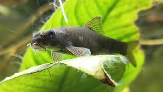 Doctor Fish Chilling [upl. by Rennane]