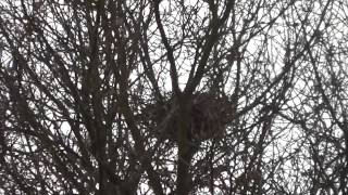 A birds nest in a big tree  Clip in HD [upl. by Egiedan418]