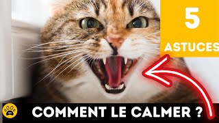 COMMENT CALMER UN CHATON HYPERACTIF OU UN CHAT AGRESSIF OU AGITÉ 👉 5 Vraies Astuces [upl. by Haonam171]