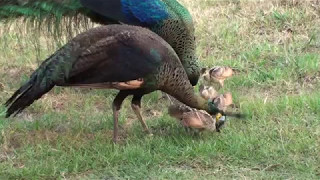 Green Peacocks chicks are afraid after an territory scream [upl. by Atirac]