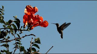 Blackchinned Hummingbird  Hovering and Feeding [upl. by Ardnazxela]