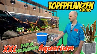 Pflanzen für XXL das Neuguinea Biotop Aquarium  Die Einfahrphase beginnt [upl. by Treb]