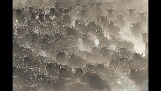 Wildebeest galloping across water and along riverbank [upl. by Lacey286]