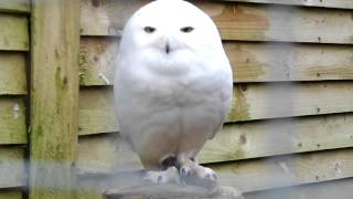 CUTE YAWNING SNOWY OWL [upl. by Beaulieu]