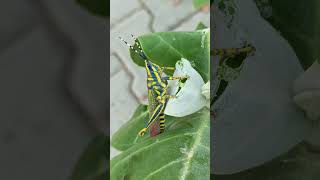 Poekilocerus Pictus the Painted Grasshopper [upl. by Keily]