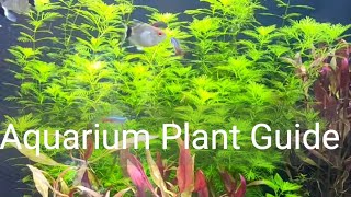 Aquarium Plant Guide  Myriophyllum mattogrossense [upl. by Samantha]