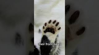 quotUnlock the Mystery of Polydactyl Cats The Ultimate Guidequot [upl. by Ahtiekahs]