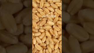 Farming knowledge Wheat variety in India Wheat variety in2023 [upl. by Clarey187]