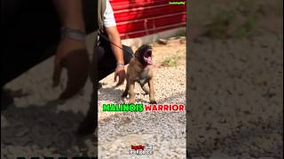 🔥 K9 Warrior Belgian Malinois dog dogtraining k9germanshepherd pets puppy [upl. by Sosthenna568]