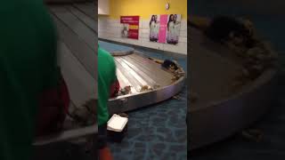 Crabs taking over airport baggage claim [upl. by Llenyr725]