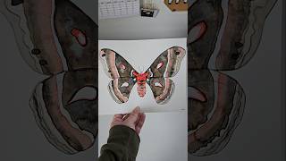 Cecropia Moth CecropiaMoth WatercolorArt Art MothArt Moth Moths Painting Artist InsectArt [upl. by Sacksen631]