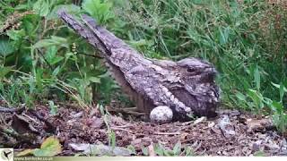 Nightjar 2019 [upl. by Jet501]