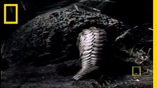 What in the World is a Pangolin  National Geographic [upl. by Jeu356]