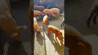 कीरात एग्रीकल्चर एन्ड लाइभस्टोक कालाबन्जर सुनसरीpig farm in Nepalpiglets redy to sellsabichamling [upl. by Nnaira344]