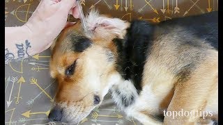 3 Effective Home Remedies for Ear Mites in Dogs [upl. by Richmound]