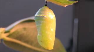 Egg to Monarch Butterfly [upl. by Hadihahs]