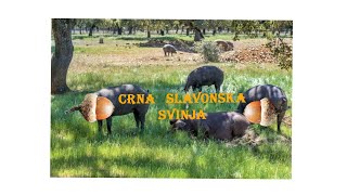 SLAVONSKI BISERI epizoda 9 Crna slavonska svinja [upl. by Bartram]