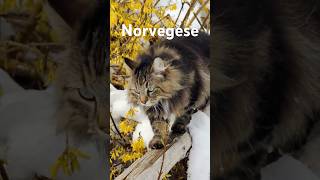 Il misterioso Gatto delle Foreste Norvegesi [upl. by German]