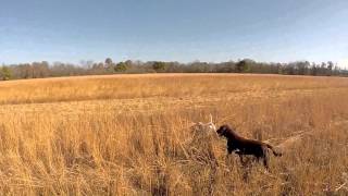 Quail Hunting The Silver Shoe Ranch [upl. by Chaffin]