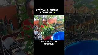 Harvesting AmaranthCallaloo Cook Callaloo Rice [upl. by Peper]