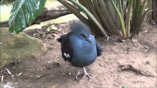 The worlds largest pigeon  Blue crowned pigeon Goura cristata [upl. by Nac]