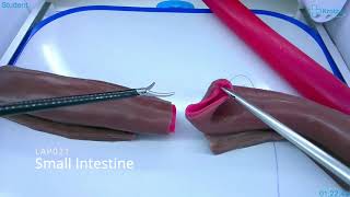 Laparoscopy basic training  Small Intestine [upl. by Yemirej]