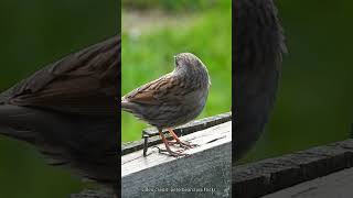 Dunnocks Sweet Melodies birdsounds birdsong dunnock [upl. by Cathrin862]