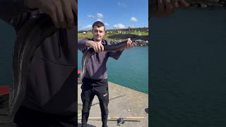 HUGE CONGER EEL CAUGHT IN WALES PORT UK  fishing seafishinguk seafishing [upl. by Yla32]