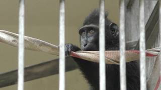 クロザル の子ども 浜松市動物園 2018年7月1日 [upl. by Rie]