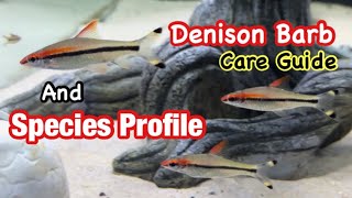 Denison Barb Roseline Shark Care Guide Breeding and Species Profile [upl. by Franciska]