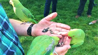 The Wild Parakeets Ringneck of Hyde Park in London UK [upl. by Herrington999]