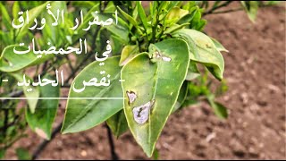 نقص الحديد  اصفرار الأوراق في الحمضيات Agrumes  carence en fer Que faire [upl. by Ahsilac]