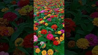 A beautiful garden of zinnias🌼zinnia zinniaflower flowergarden rosegarden beautiful status [upl. by Selhorst]